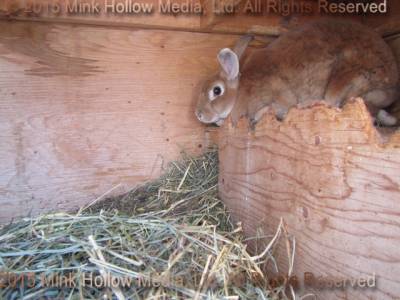 a rabbit hole a rabbit hole
